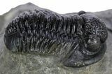 Detailed Gerastos Trilobite Fossil - Morocco #347355-3